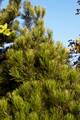 Pinus heldreichii Compact Gem IMG_6708 Sosna bośniacka